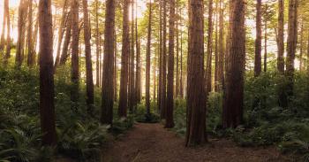 Forest Pictures · Pexels · Free Stock Photos