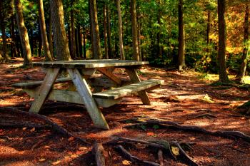 Forest Picnic Table - HDR