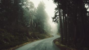 Forest Road | Cool Wallpapers