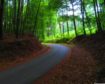 Route in Forest ❤ 4K HD Desktop Wallpaper for 4K Ultra HD TV • Wide ...