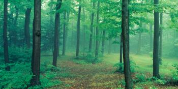 80" Well - Forest Scene 01