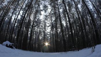 Man takes a walk through beautiful snowy forest scene with sun ...