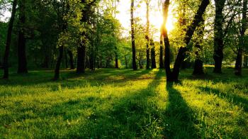 Sunrise beyond the green forest wallpaper - Nature wallpapers - #20597