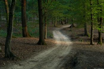 Forest Trail