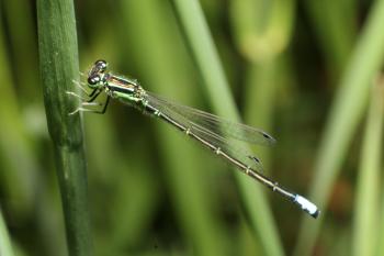 File:Eastern Forktail Damselfly Male, Codorus State Park.JPG ...