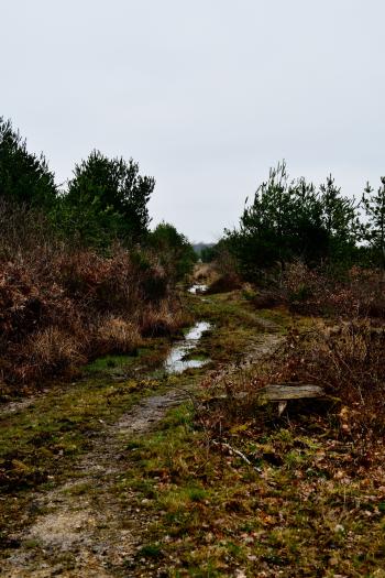 Forêt de Moulière - Les Chirons Noirs (voir l'itinéraire sur : http://ansozour.free.fr/Enbalade.html)
