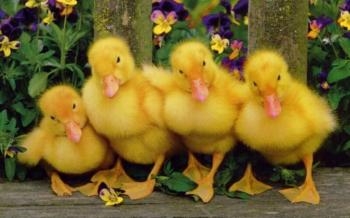 Four Baby Ducks in Row Pics | HD Wallpapers