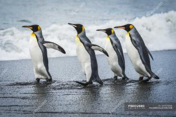 Four king penguins — Stock Photo | #167574468