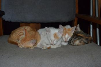 Four Sleepy Little Kittens