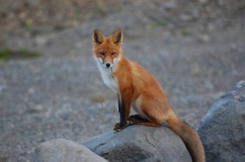 Fox on the Rock
