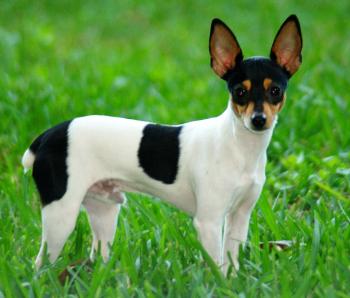 Toy Fox Terrier dog photo and wallpaper. Beautiful Toy Fox Terrier ...