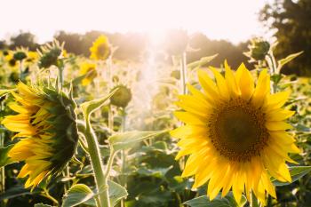 Fragrance of Sunflowers