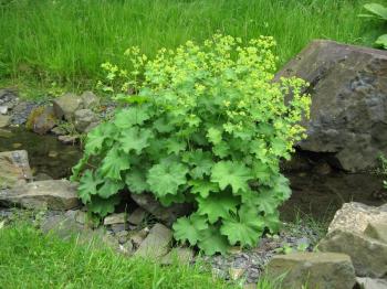 Frauenmantel | Alchemilla mollis | Teichpflanzen & Teichbau