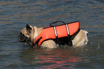 French bulldog in life jacket shaking off water