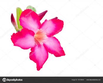 beautiful fresh red Azalea flowers isolated on white background ...