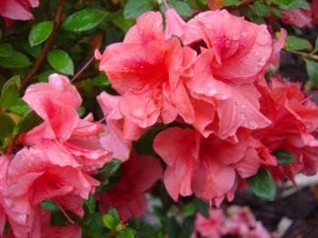 Pity the poor azalea | Backyard garden ideas, Gardens and ...