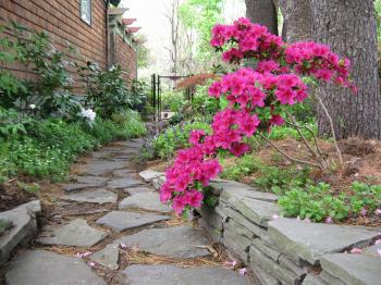 Fresh Azalea "groundhog" Lights Up This Shade Garden In ...