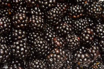 Fresh blackberry