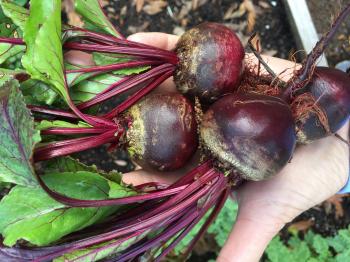 Roasted Beet & Basil Salad | My Delicious Blog