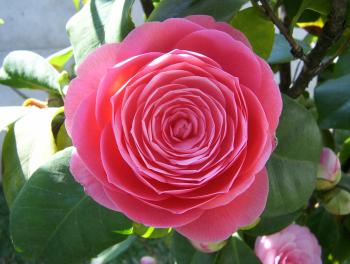 HAVE: Fresh Camellia Japonica seeds to trade