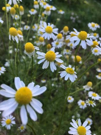 Homemade Chamomile Tea with Fresh Flowers from The Garden