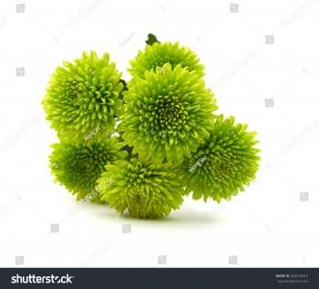 Fresh Green Chrysanthemum Flowers On White Stock Photo (Royalty Free ...