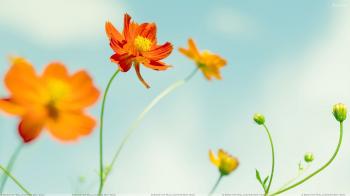 Fresh Orange Cosmos Flowers Wallpaper