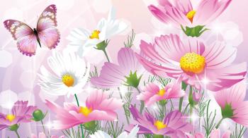 Flowers: Summer Spring Chamomile Fresh Wild Butterfly Cosmos Flowers ...
