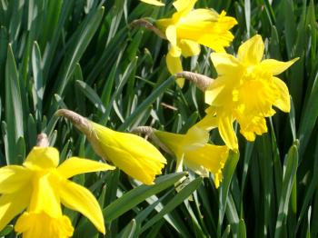 Free Stock photo of Yellow Daffodils at the Garden | Photoeverywhere