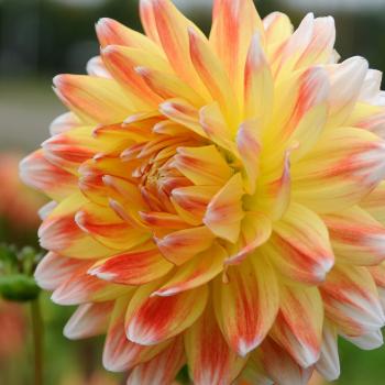 Dinner Plate Dahlia Peaches and Cream | Dinner Plate Dahlia Tubers ...