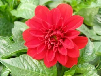 Dahlinova Red Dahlias