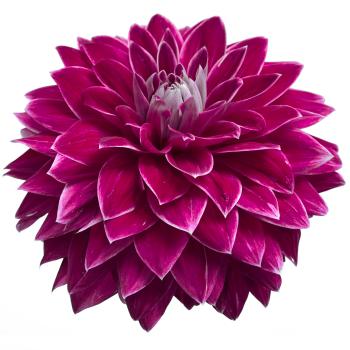 Dahlia Bradley Aaron – Pick-up Flower Catalog