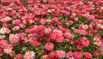 Plant a dahlia to make your garden smile ⋆ DailyGreenspiration