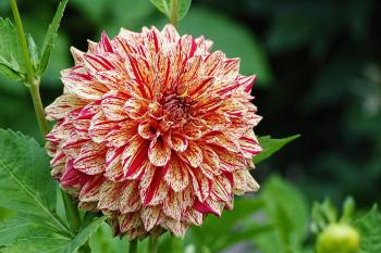 Dahlia Cultivation Workshop - ifarm LLC