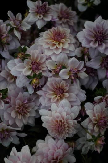 Jasmine Pearl dahlias growing at Love 'n Fresh Flowers in ...