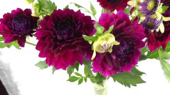 Wine Colored Dahlia Flowers - Fresh Cut Dahlias - Red Burgundy - YouTube