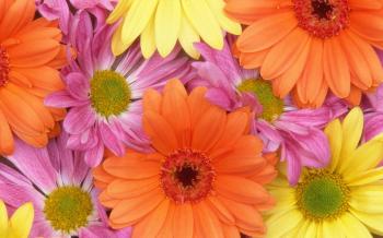 daisies wide background pictures | Fresh Daisies in HD | Plants and ...