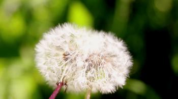 Dandelion seeds in the morning sunlight blowing away across a fresh ...