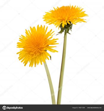 Fresh dandelion flowers — Stock Photo © natika #169211206