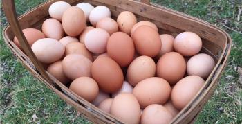 How to Hard Boil Front 9 Farm Fresh Eggs | Front 9 Farm