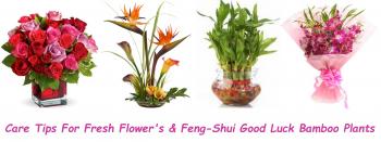 Flowers's & Good Luck Plant's Care Tips – J K Florist