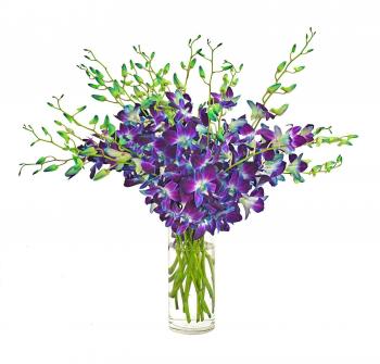 Amazon.com : eflowerwholesale Fresh Cut Flowers -Dendrobium Blue ...