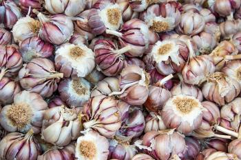 Fresh garlic in a market