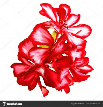 geranium striped flowers fresh, photo manipulation — Stock Photo ...