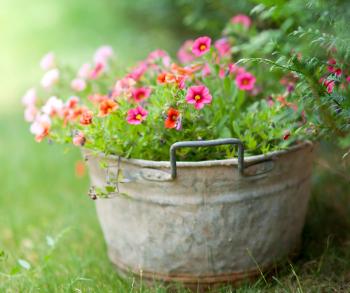 Flower: Fresh Spring Flowers Color Grass Harmony Nature Beautiful ...