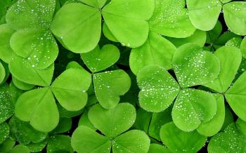 Fresh Green Leaves #6923754