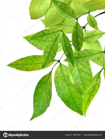 fresh green leaves border on white background. isolated without ...