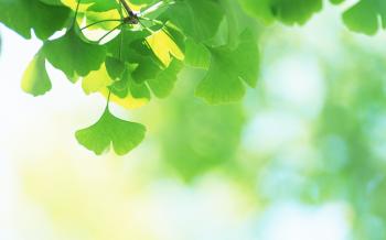fresh-green-leaves-wallpaper