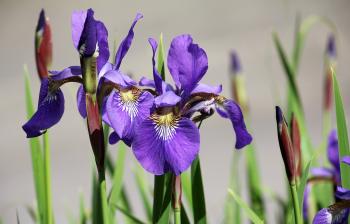 Fresh Iris