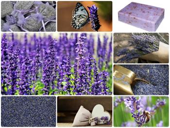 Fresh Lavender Collage